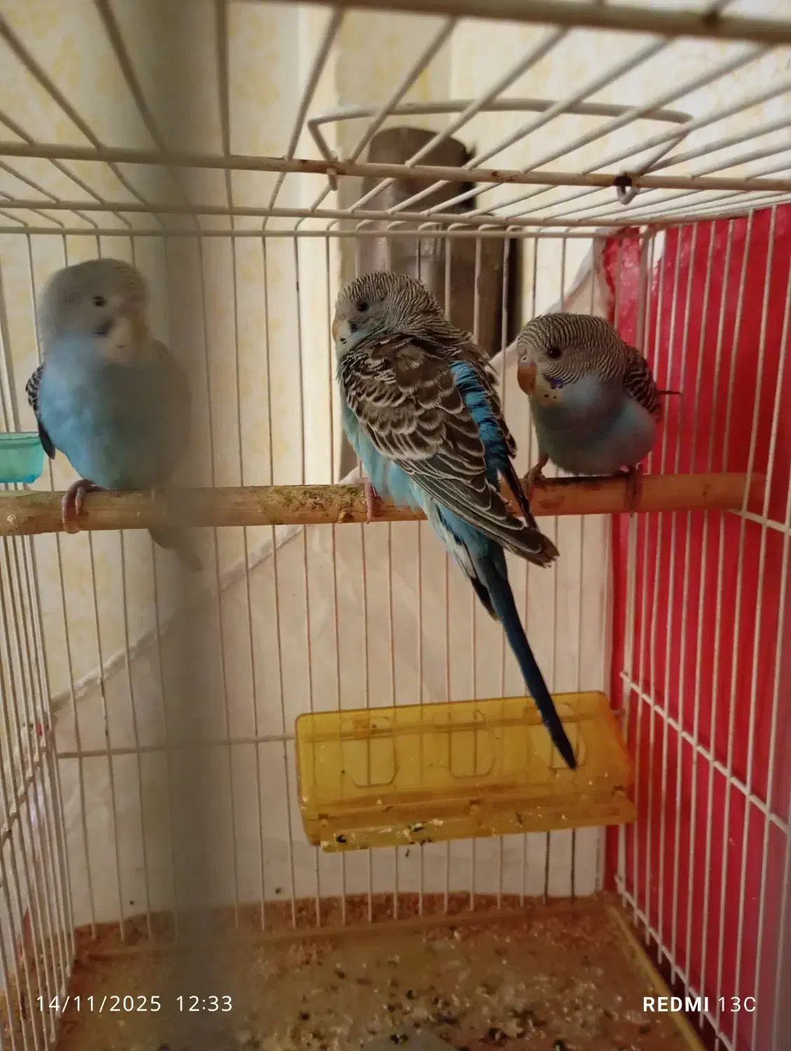 مرغ عشق|پرنده|مشهد, مهدی آباد (بلوار توس)|دیوار