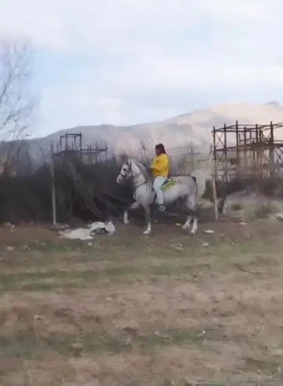 اسب|اسب و تجهیزات اسبسواری|فلاورجان, |دیوار