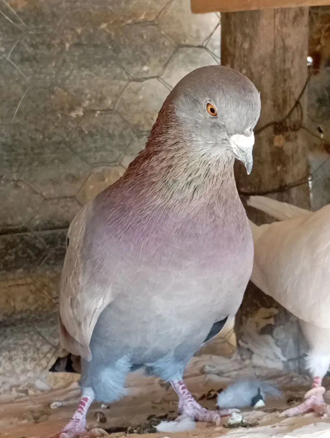 کبوتر کات|پرنده|اسلامآباد غرب, |دیوار