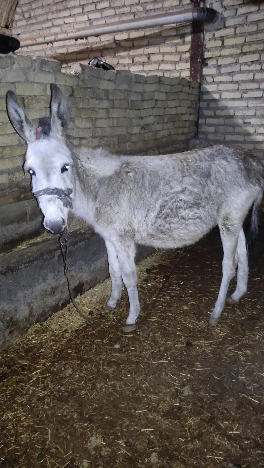 ماده خر|حیوانات مزرعه|اراک, |دیوار