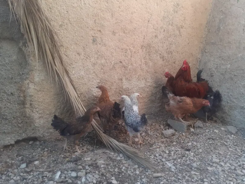مرغ|حیوانات مزرعه|چوار, |دیوار