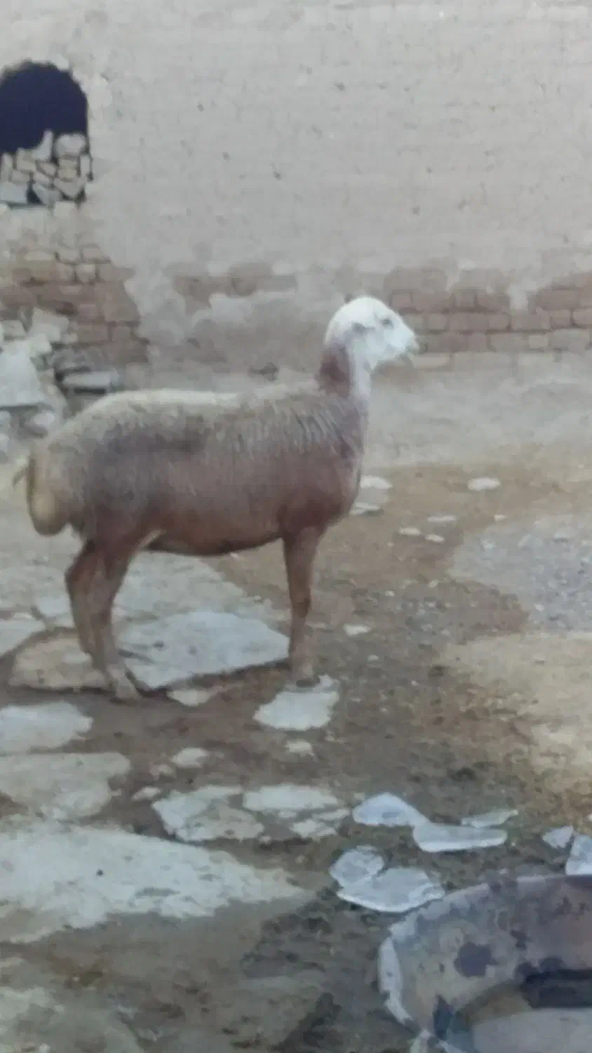 گوسفند|حیوانات مزرعه|سنقر, |دیوار