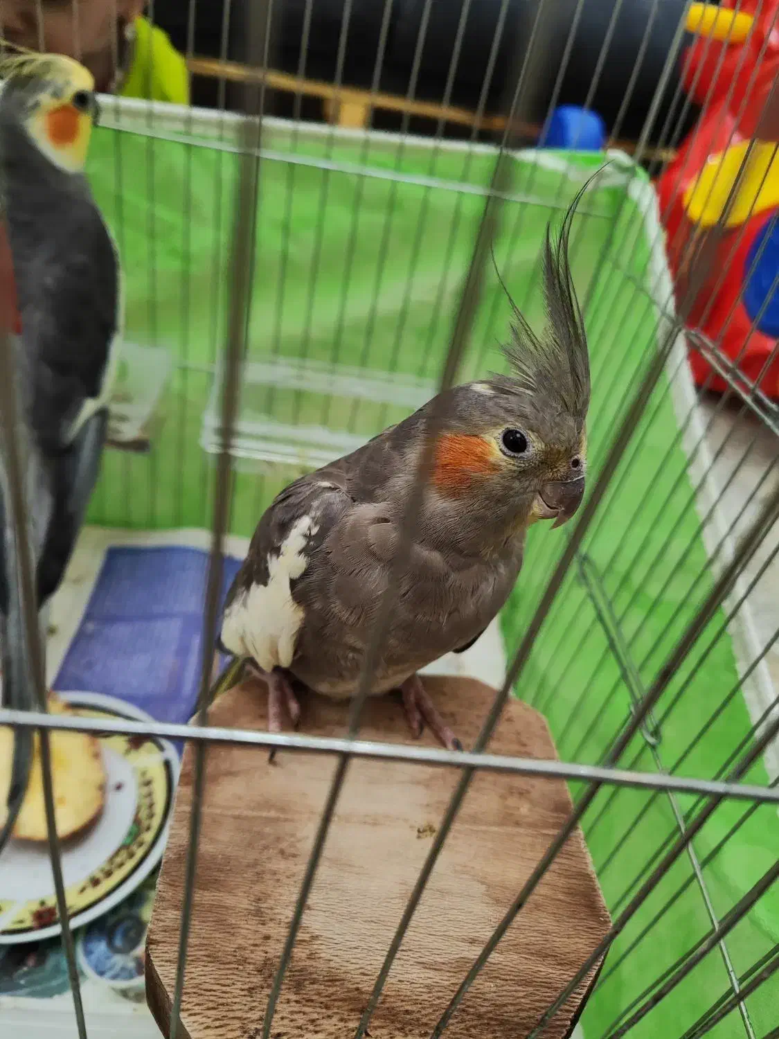 عروس هلندی ماده|پرنده|رشت, معلولین|دیوار