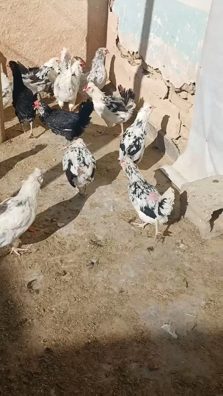 فروش مرغ و دستگاه جوجه کشی|حیوانات مزرعه|اصفهان, نقش جهان|دیوار