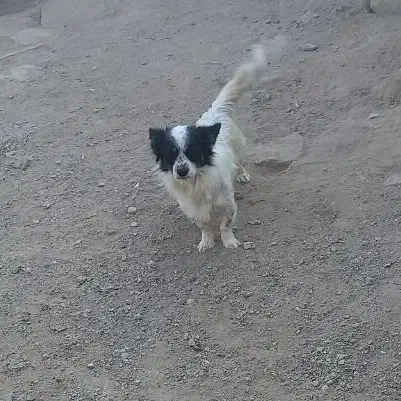 سگ پاکوتاه|سگ|قوچان, |دیوار