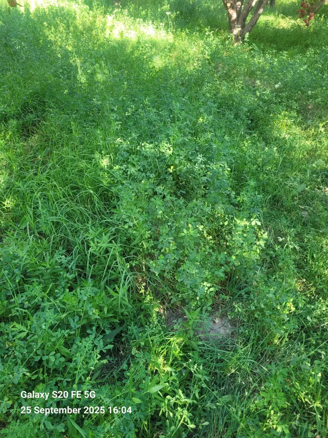 اجاره یونجه و علف زار برای چرای گوسفند ۶ هکتار|اجارهٔ دفتر صنعتی، کشاورزی، تجاری|مراغه, |دیوار
