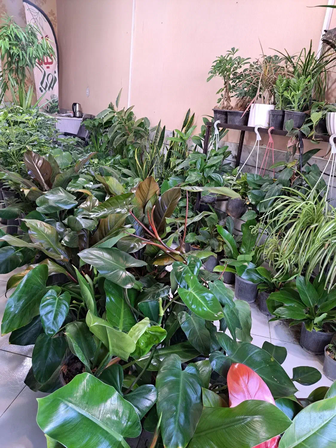 انواع گل و گیاه با تخفیف ویژه|گل و گیاه طبیعی|بیرجند, |دیوار