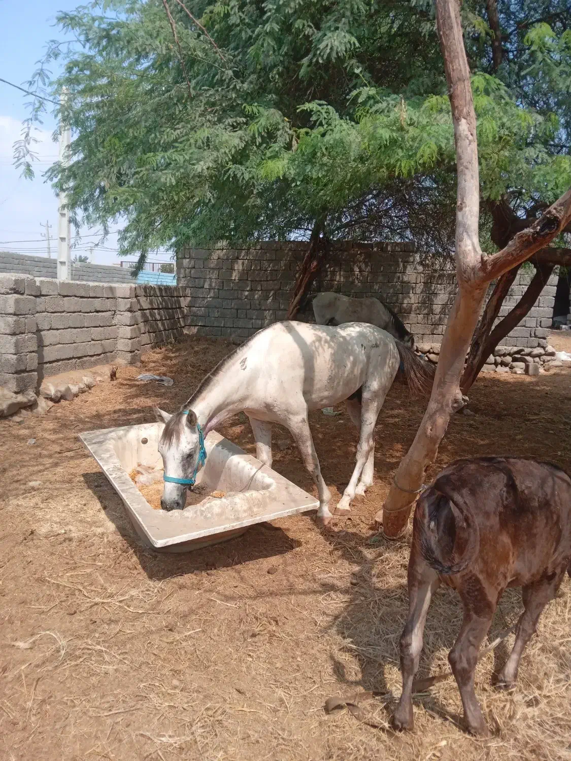 فروش 10راس اسب|اسب و تجهیزات اسبسواری|میناب, |دیوار