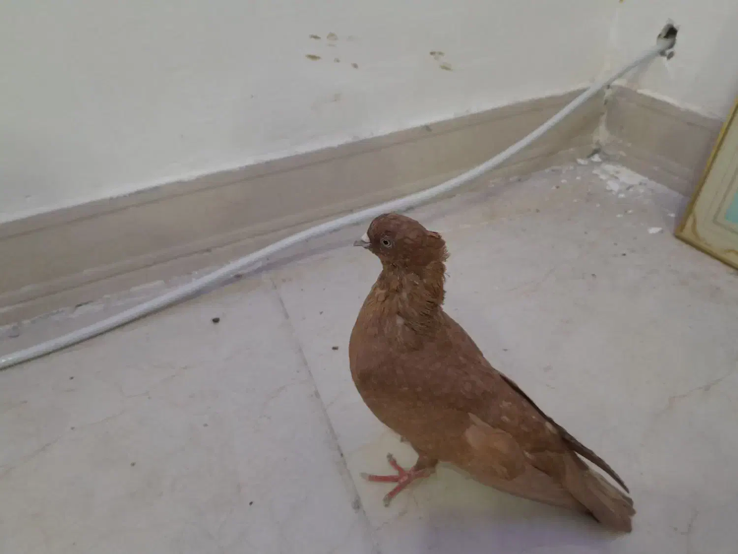 کبوتر قفس|پرنده|الشتر, |دیوار