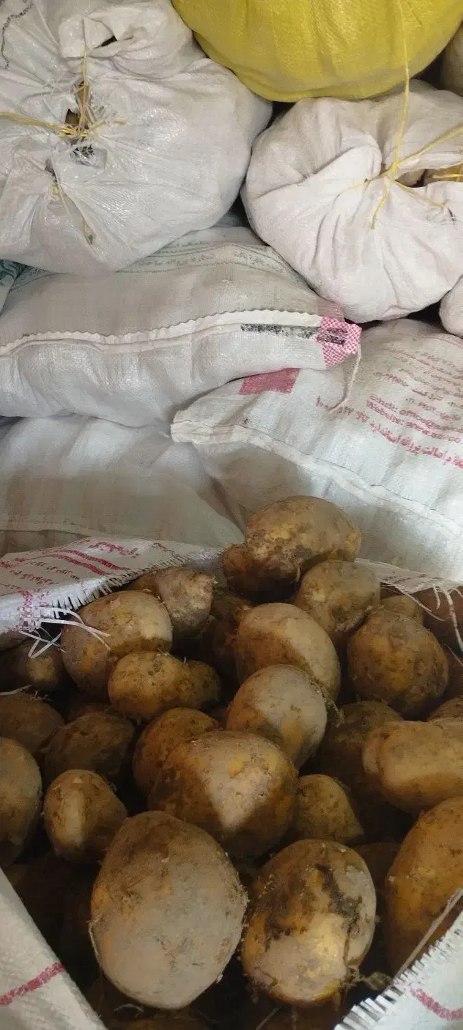 سیب زمینی|عمدهفروشی|نهاوند, |دیوار