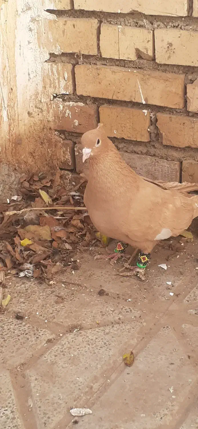 کفتر زرد و سرک زرد کاکلی|پرنده|تربت جام, مطهری|دیوار