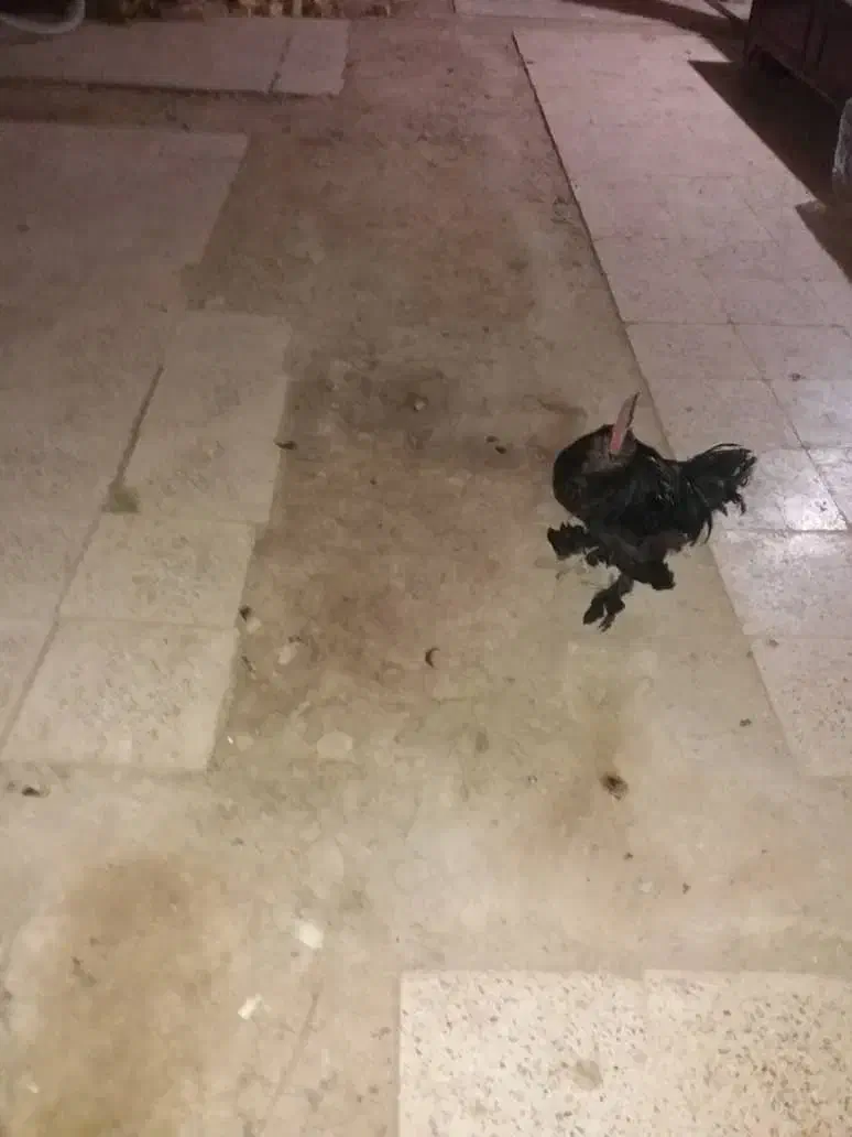 خروس سیاه مرندی|حیوانات مزرعه|خمینی‌شهر, |دیوار