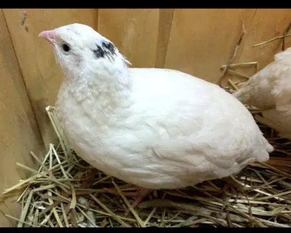 بلدرچین برا کشتن|حیوانات مزرعه|طبس, |دیوار