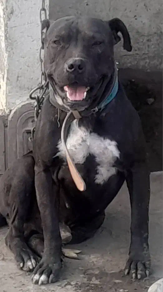 سگ نر پیتبول ۱ سال و ۲ ماه|سگ|محمودآباد, |دیوار