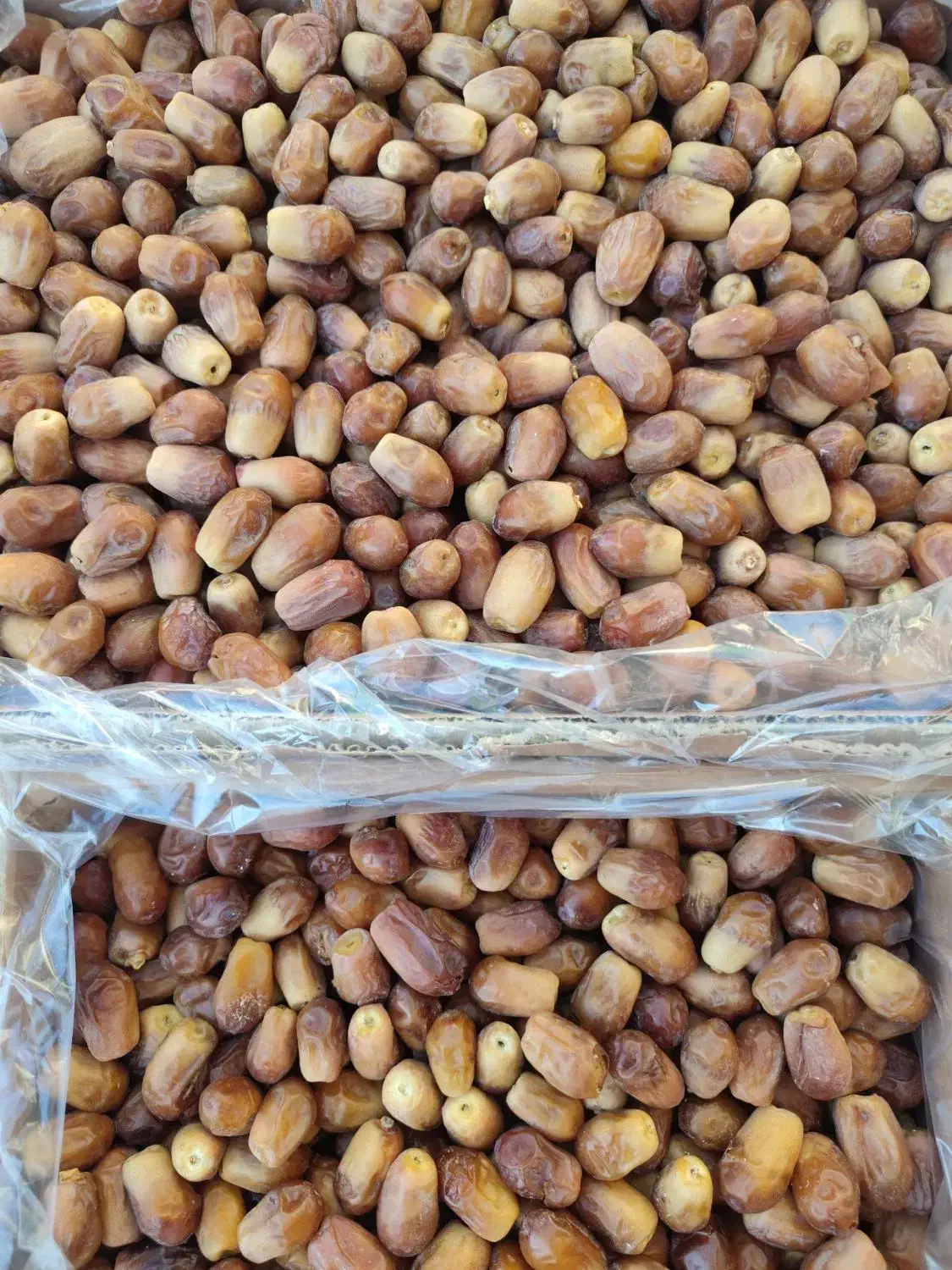 قصب خرما زاهدی|خوردنی و آشامیدنی|جهرم, |دیوار