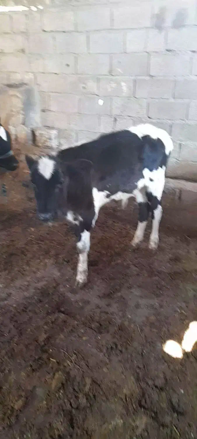 حمیدیه|حیوانات مزرعه|حمیدیه, |دیوار