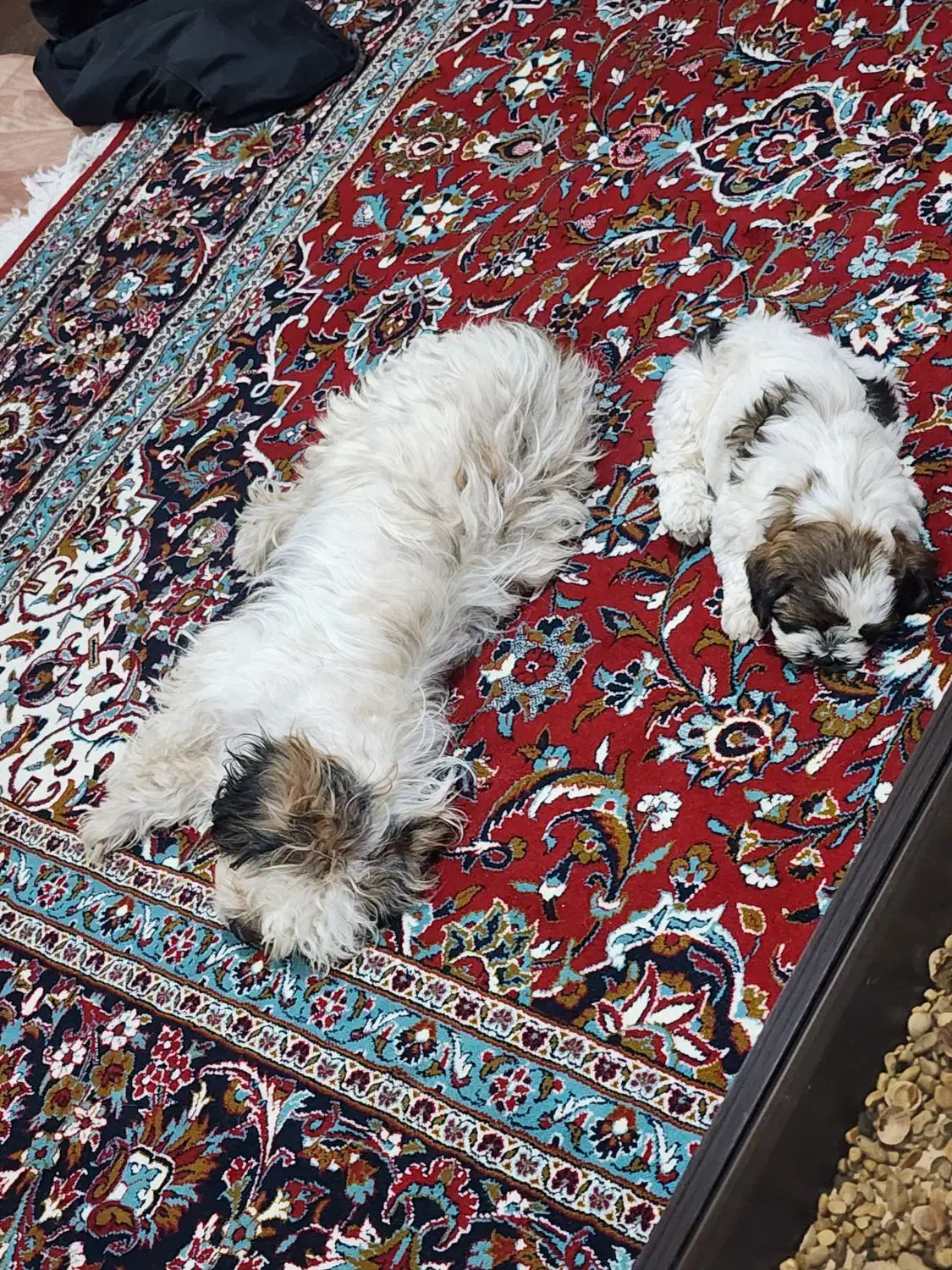 سگ شیتزو.پیدا شده|حیوانات|تبریز, |دیوار