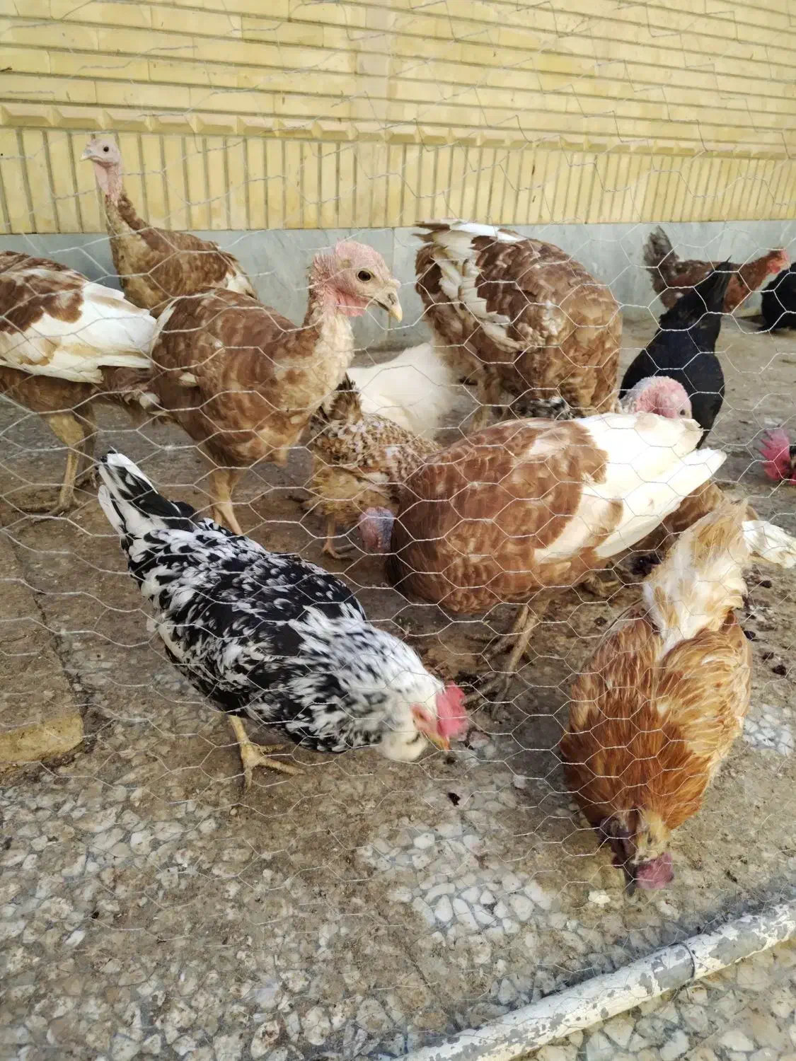 تخم مرغ|خوردنی و آشامیدنی|شاهینشهر, حافظ جنوبی|دیوار