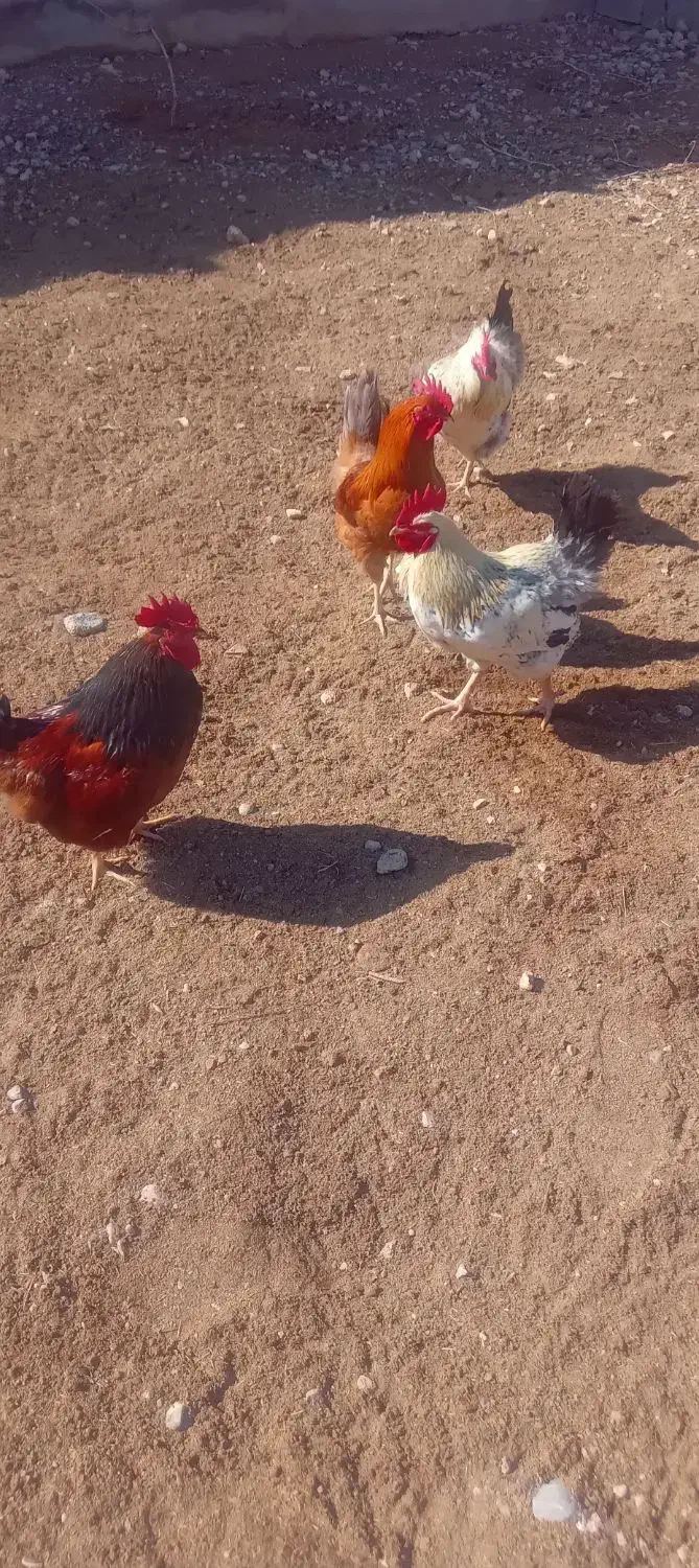 خروس محلی|حیوانات مزرعه|شیروان (خراسان), |دیوار