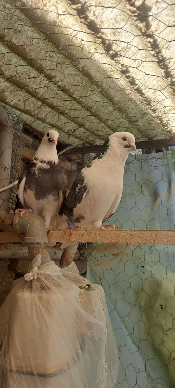 کفتر|پرنده|هشتگرد, قاسم آباد بزرگ|دیوار