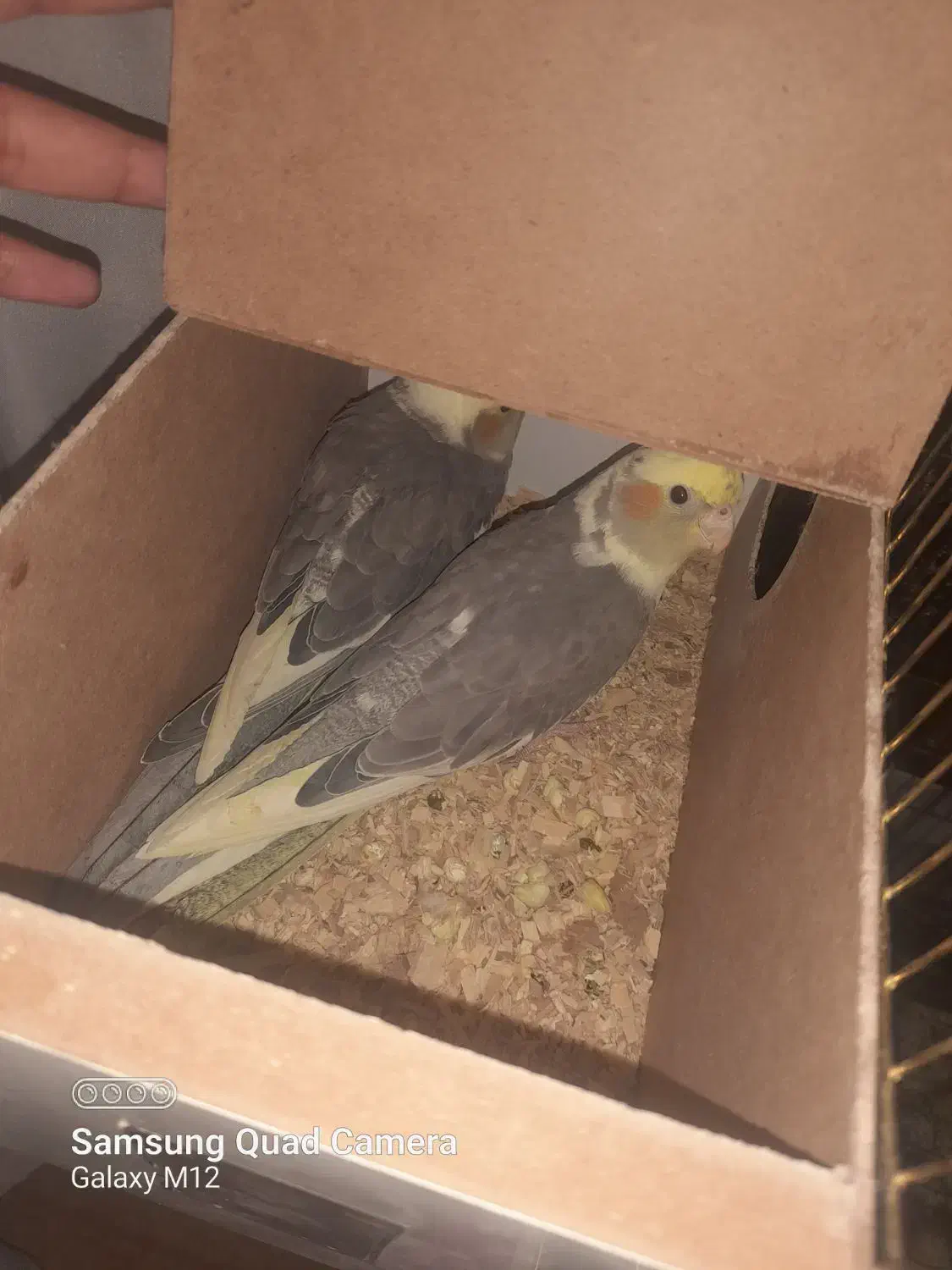 دو جفت عروس هلندی به شرط به همراه جوجه|پرنده|تربت جام, فاز ۱ فرهنگیان|دیوار