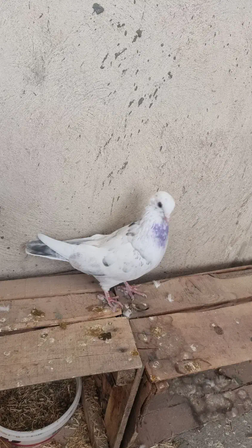 کبوتر|پرنده|شاهینشهر, خانه کارگر|دیوار