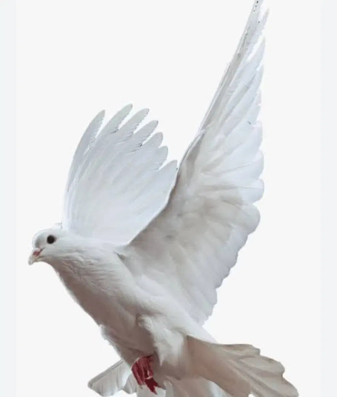 گمشدیه عددسارتوپی نارجی|حیوانات|سبزوار, میدان بار|دیوار