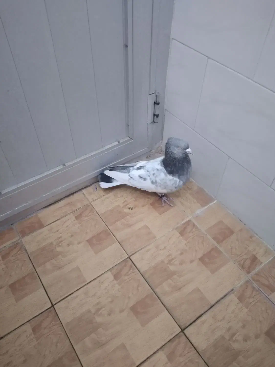 ۵۵۰۰|پرنده|مبارکه, |دیوار