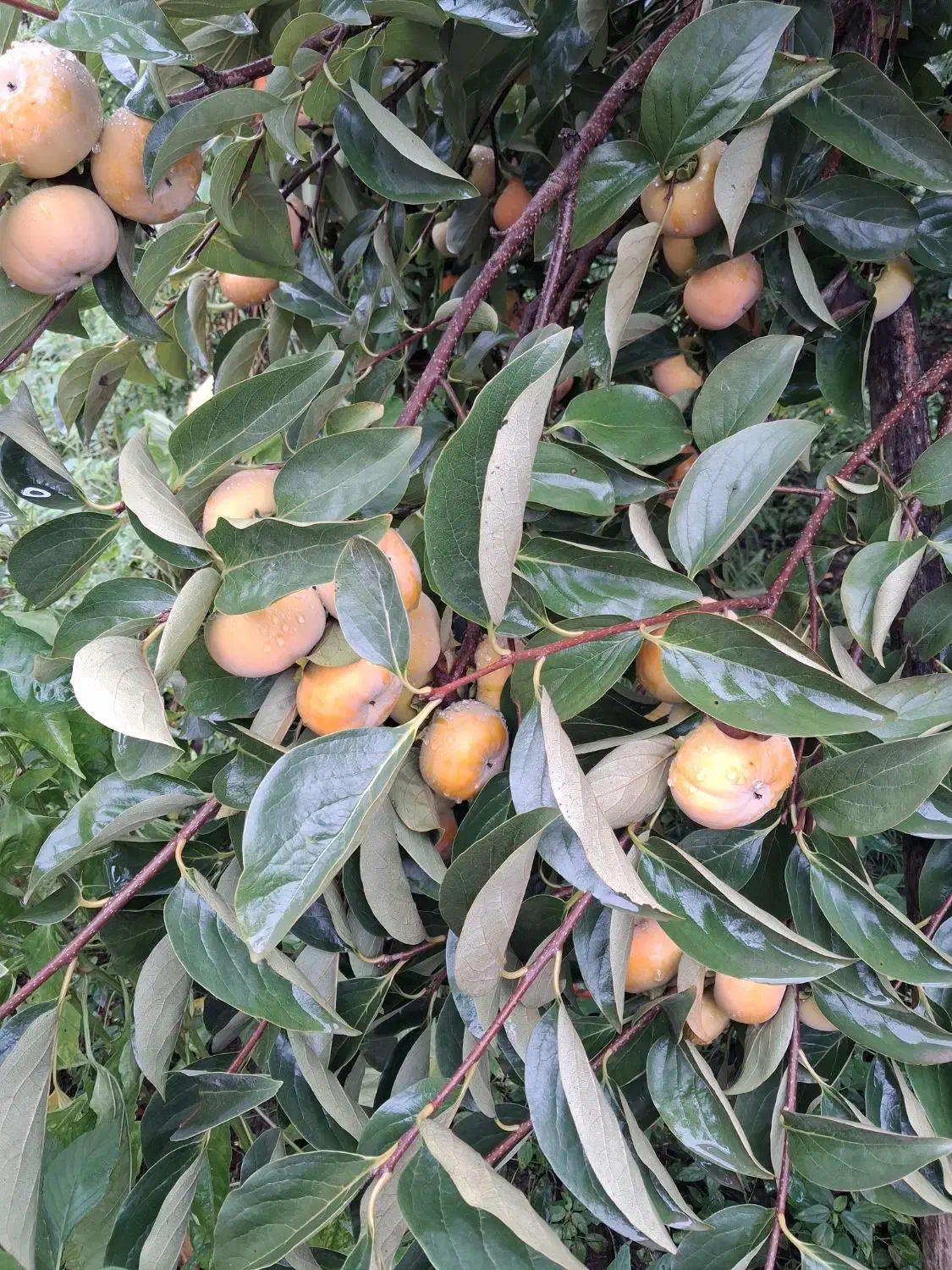خرمالو|خوردنی و آشامیدنی|رشت, فلسطین|دیوار
