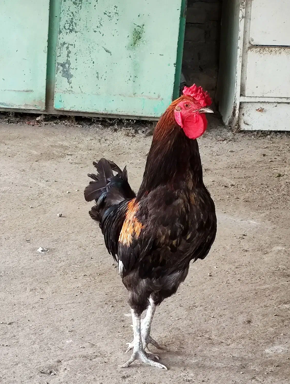 خروس|حیوانات مزرعه|گرگان, |دیوار