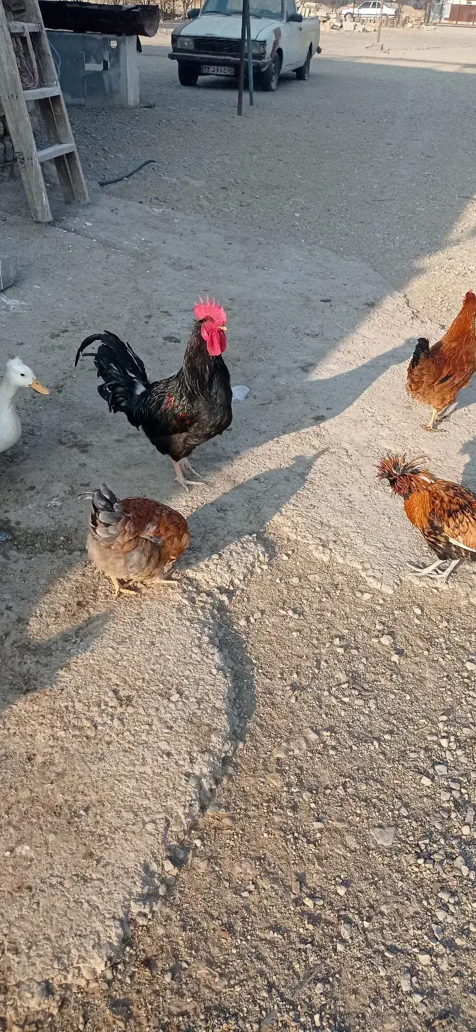 خروس سیاه|حیوانات مزرعه|کهریزک, |دیوار