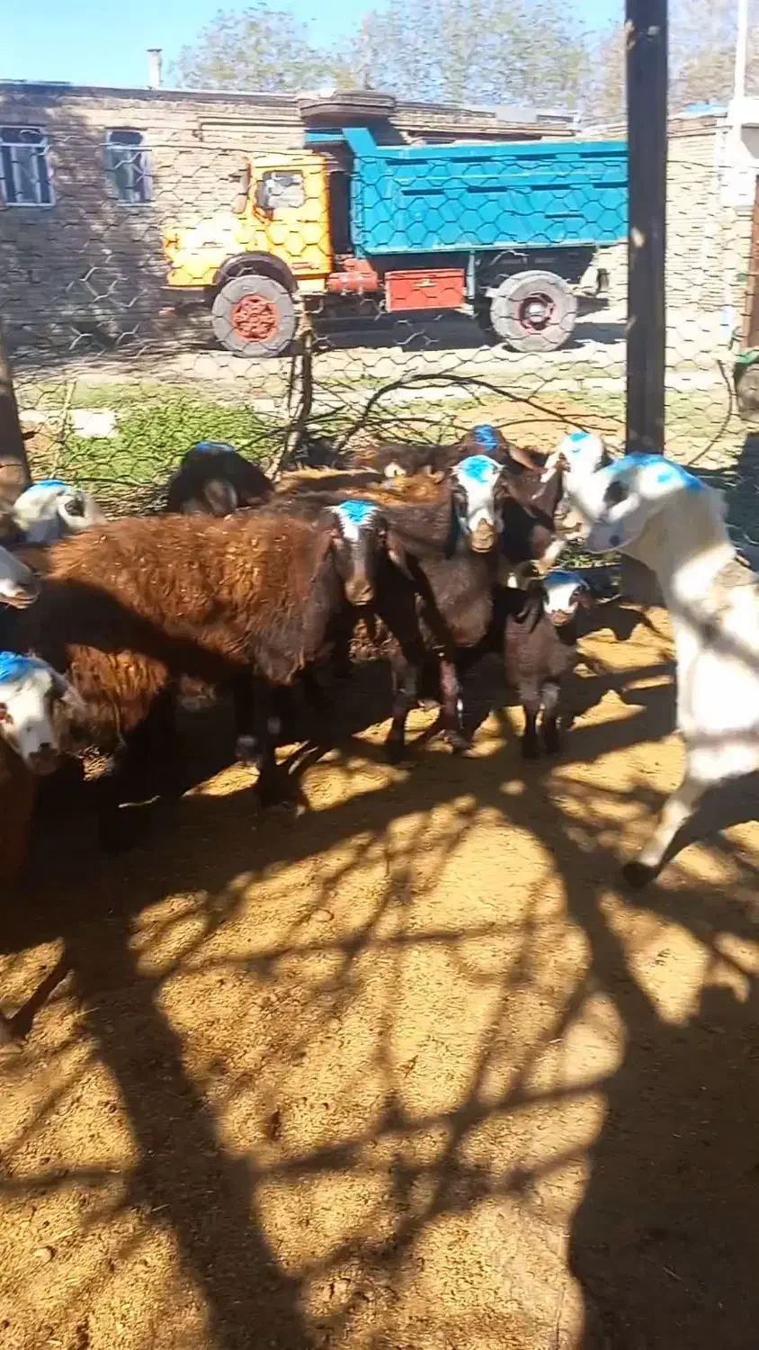 میش داشتی|حیوانات مزرعه|فیروزآباد (لرستان), |دیوار