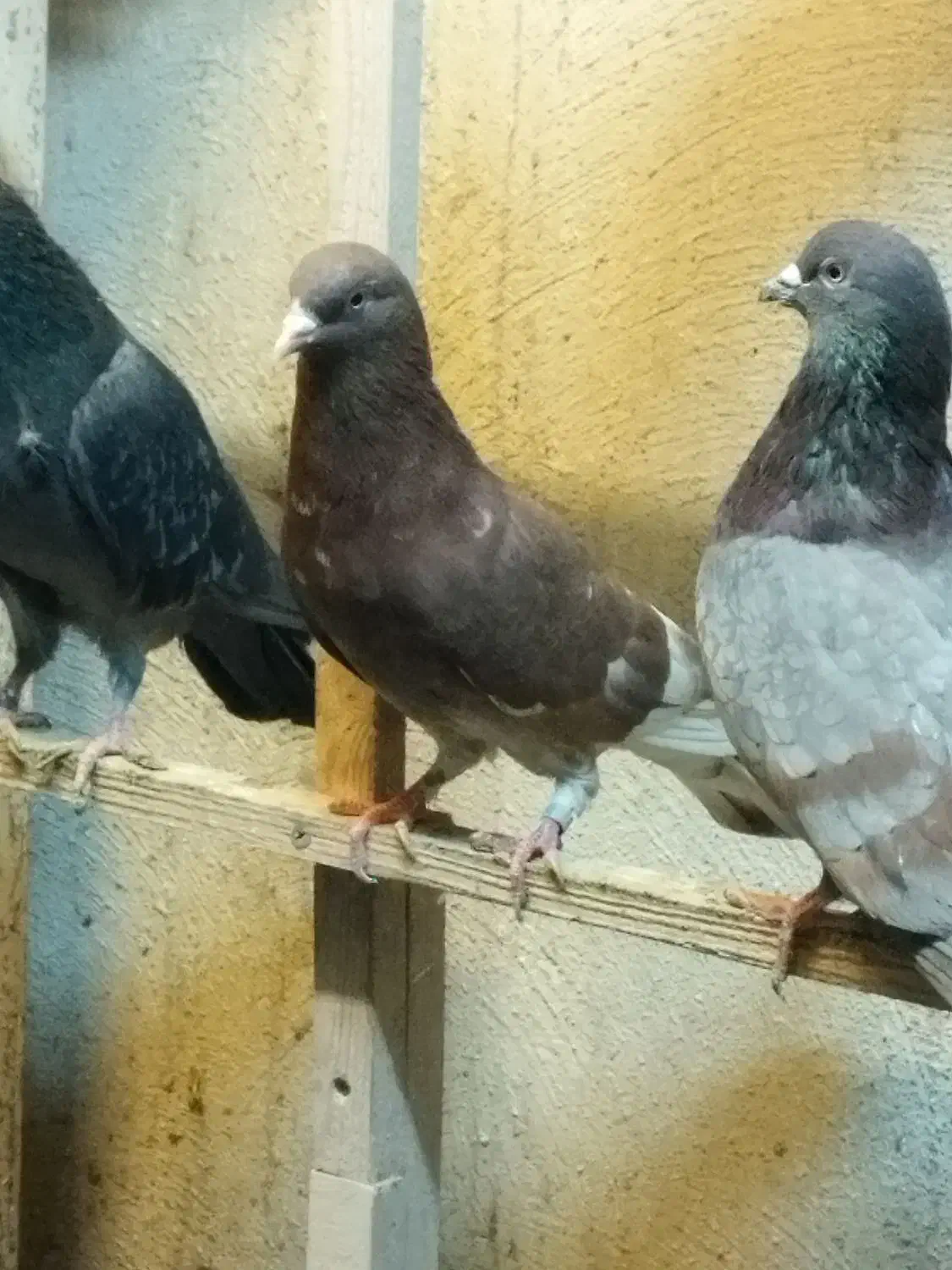 کفترپرشی|پرنده|محمدشهر, زیبادشت|دیوار