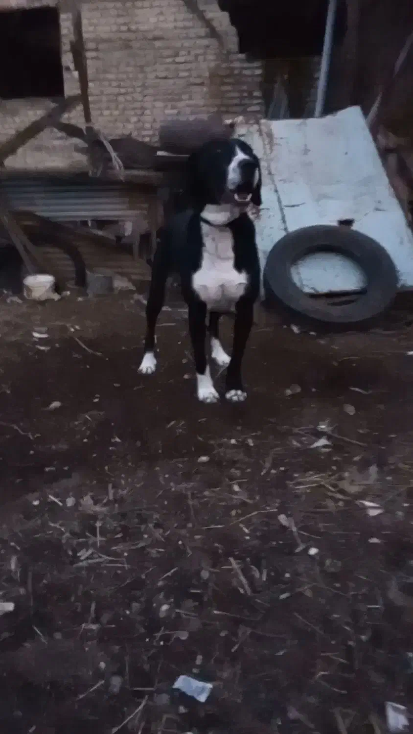 سگ مخصوص نگهبانی باغ دامداری یا خانه ویلای|سگ|گرگان, |دیوار