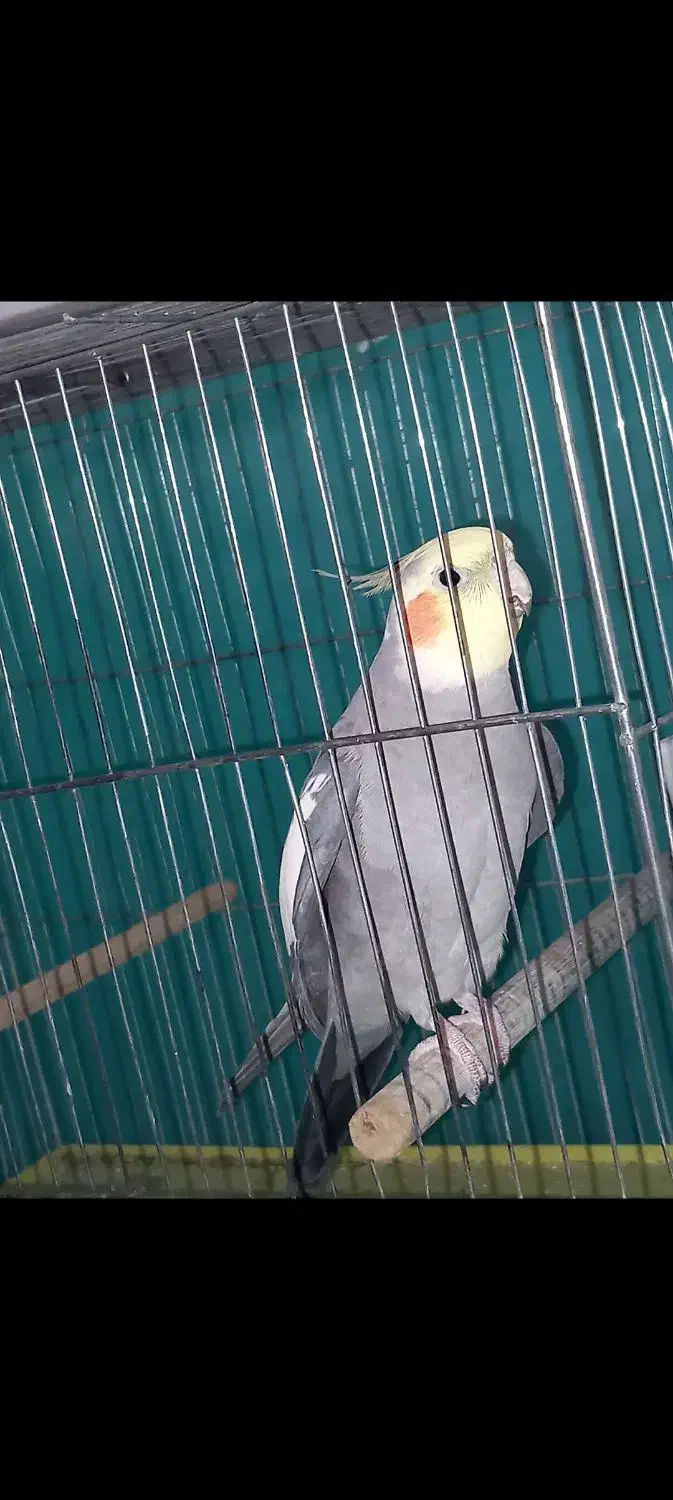 عروس هلندی سخنگو|پرنده|گلپایگان, |دیوار