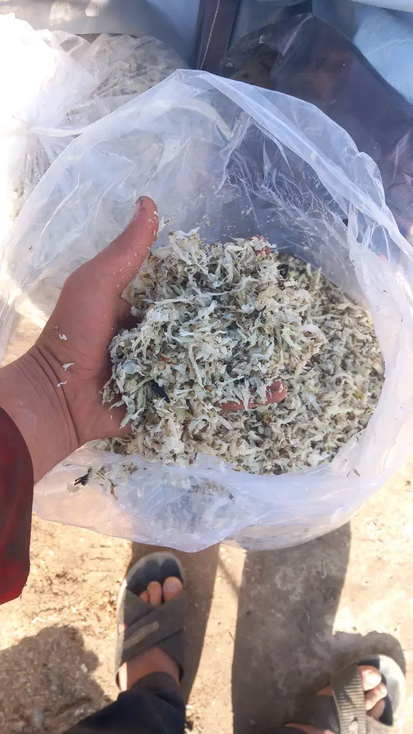 فروش تفاله چغندر،وتفاله سیب|حیوانات مزرعه|چهاربرج, |دیوار