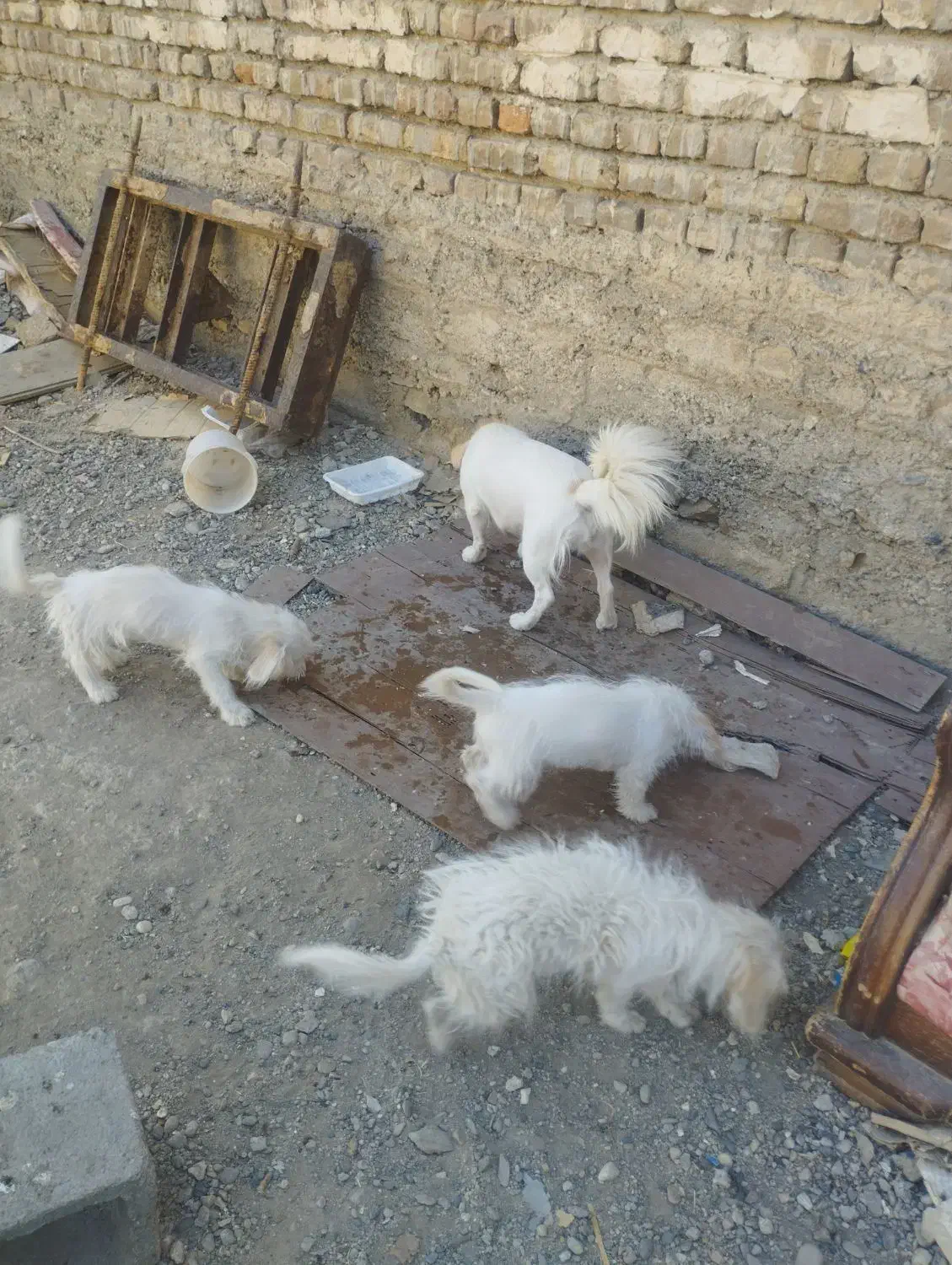 سگ‌پاگوتاه|سگ|میاندوآب, |دیوار