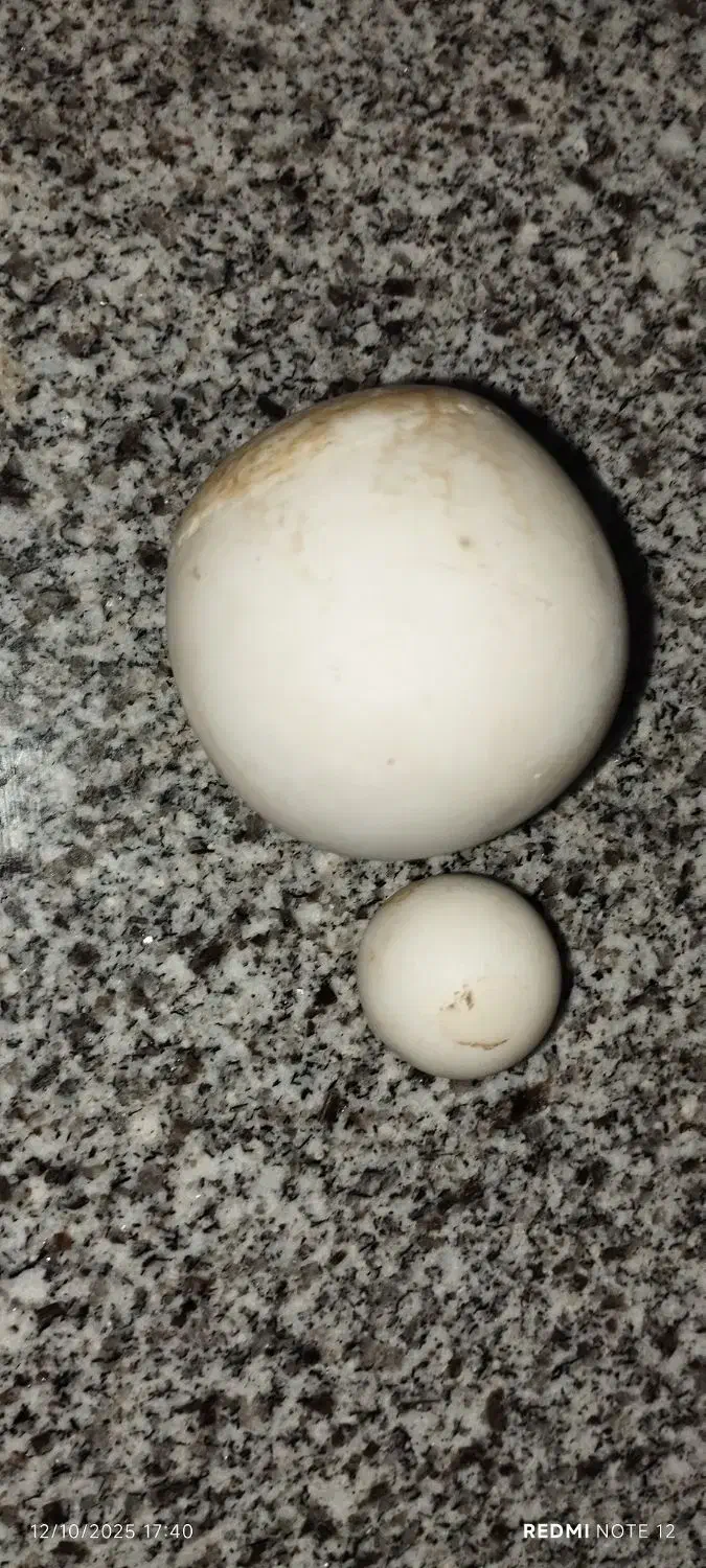 سنگ|جواهرات|فلاورجان, |دیوار