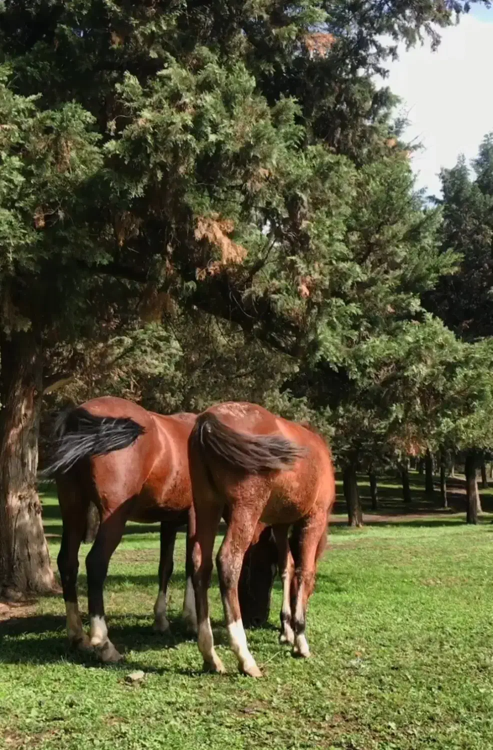 اسب مادیان با کورع یابو|اسب و تجهیزات اسبسواری|گرگان, |دیوار