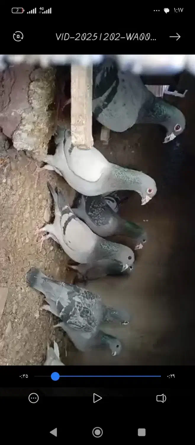 ....|پرنده|هامون, |دیوار