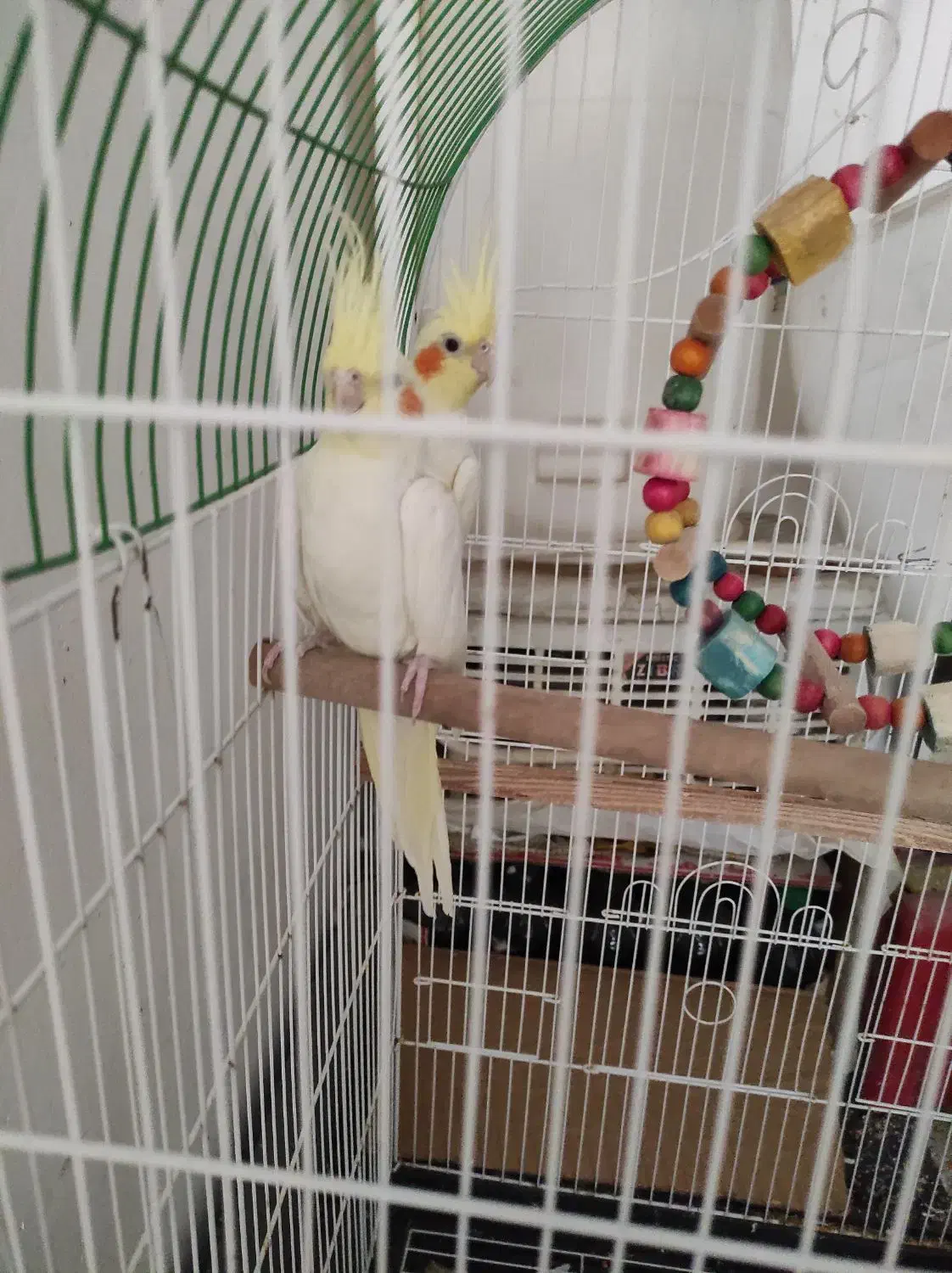 عروس هلندی|پرنده|رودبار, |دیوار