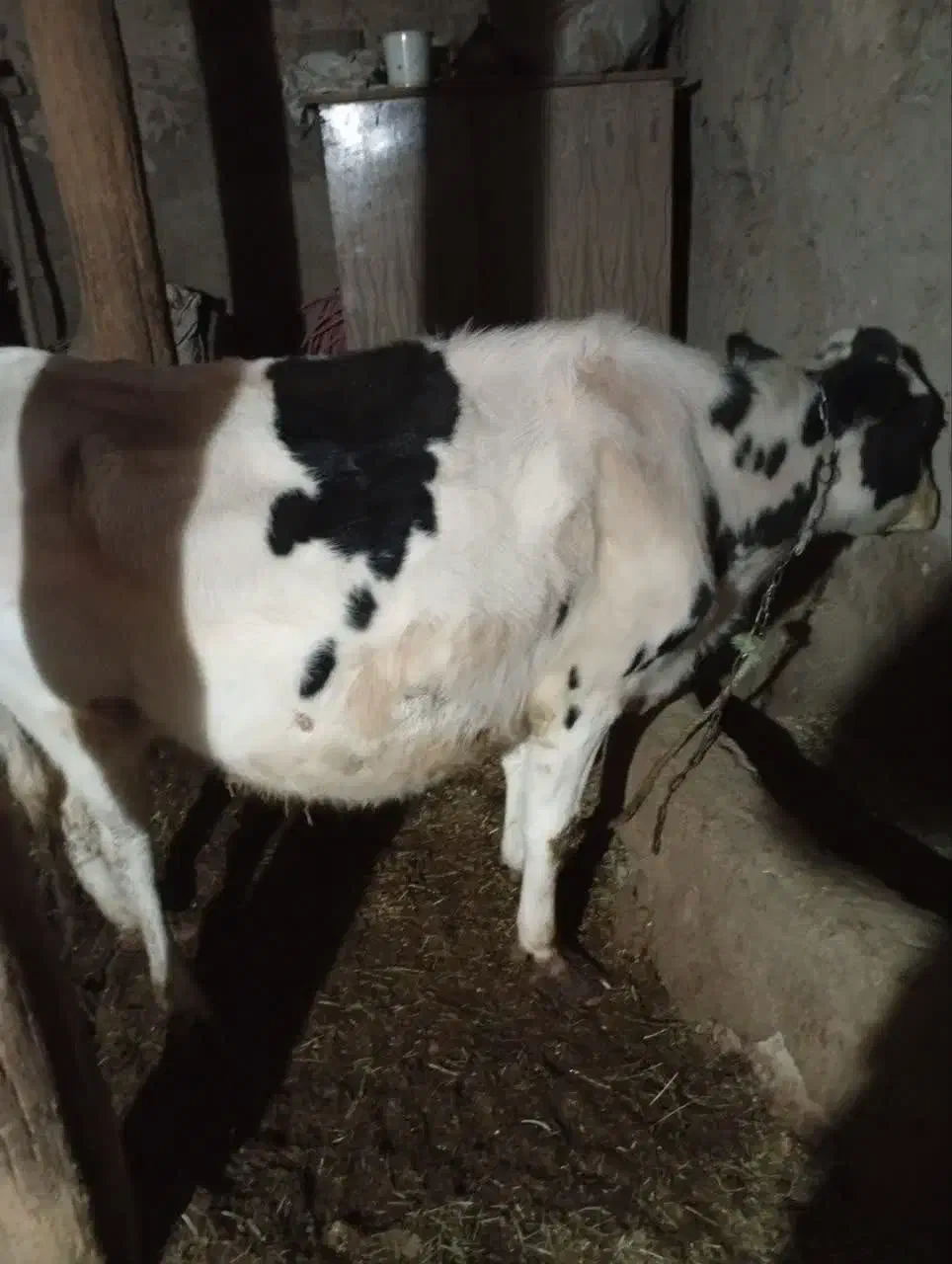 یک راس گوساله نر و گاو ابستن|حیوانات مزرعه|ماهنشان, |دیوار