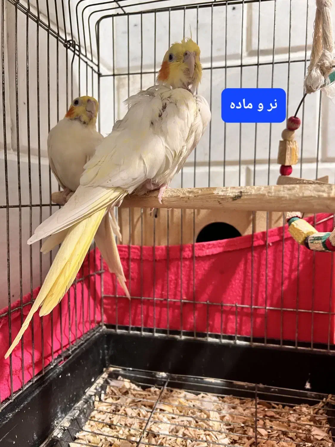 عروس هلندی مست به شرط جفتگیری|پرنده|گالیکش, |دیوار