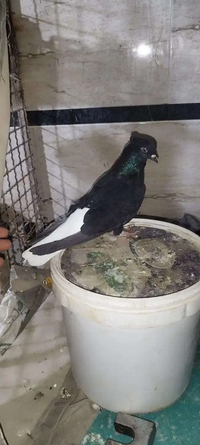 دم سفید|پرنده|حمیدیه, |دیوار