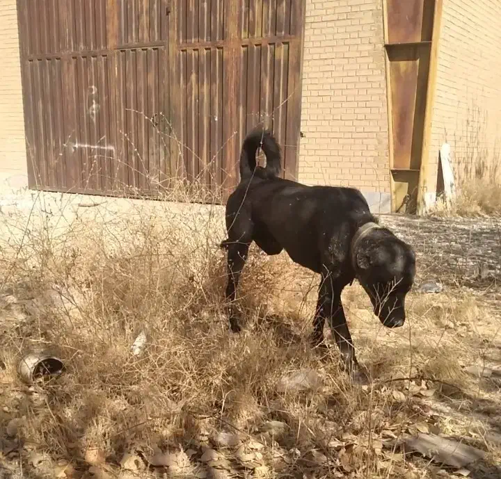 واگداری سگ|سگ|سنقر, |دیوار