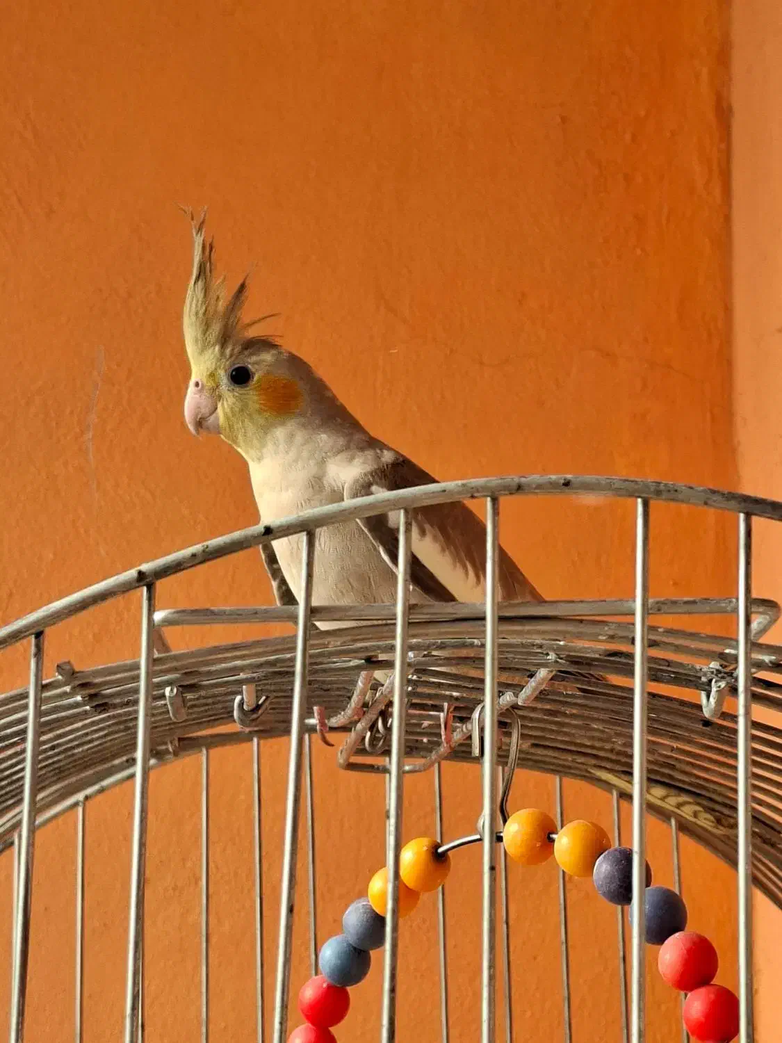 عروس هلندی|پرنده|مراغه, |دیوار