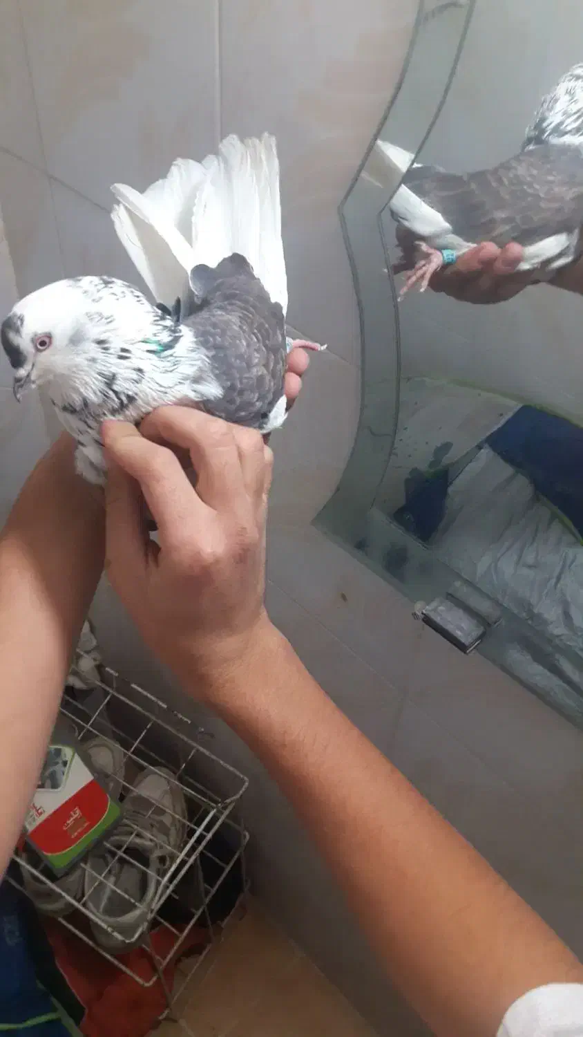 کفتر نر|پرنده|کوهدشت, |دیوار