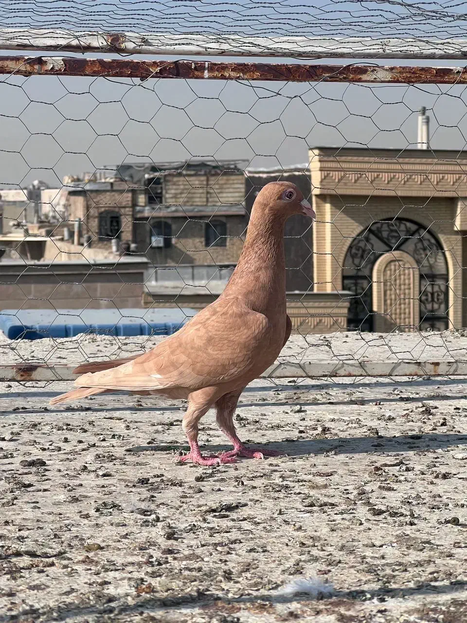 کفتر پلاکی رنگ روشن|پرنده|شیراز, تل حسین‌آباد|دیوار