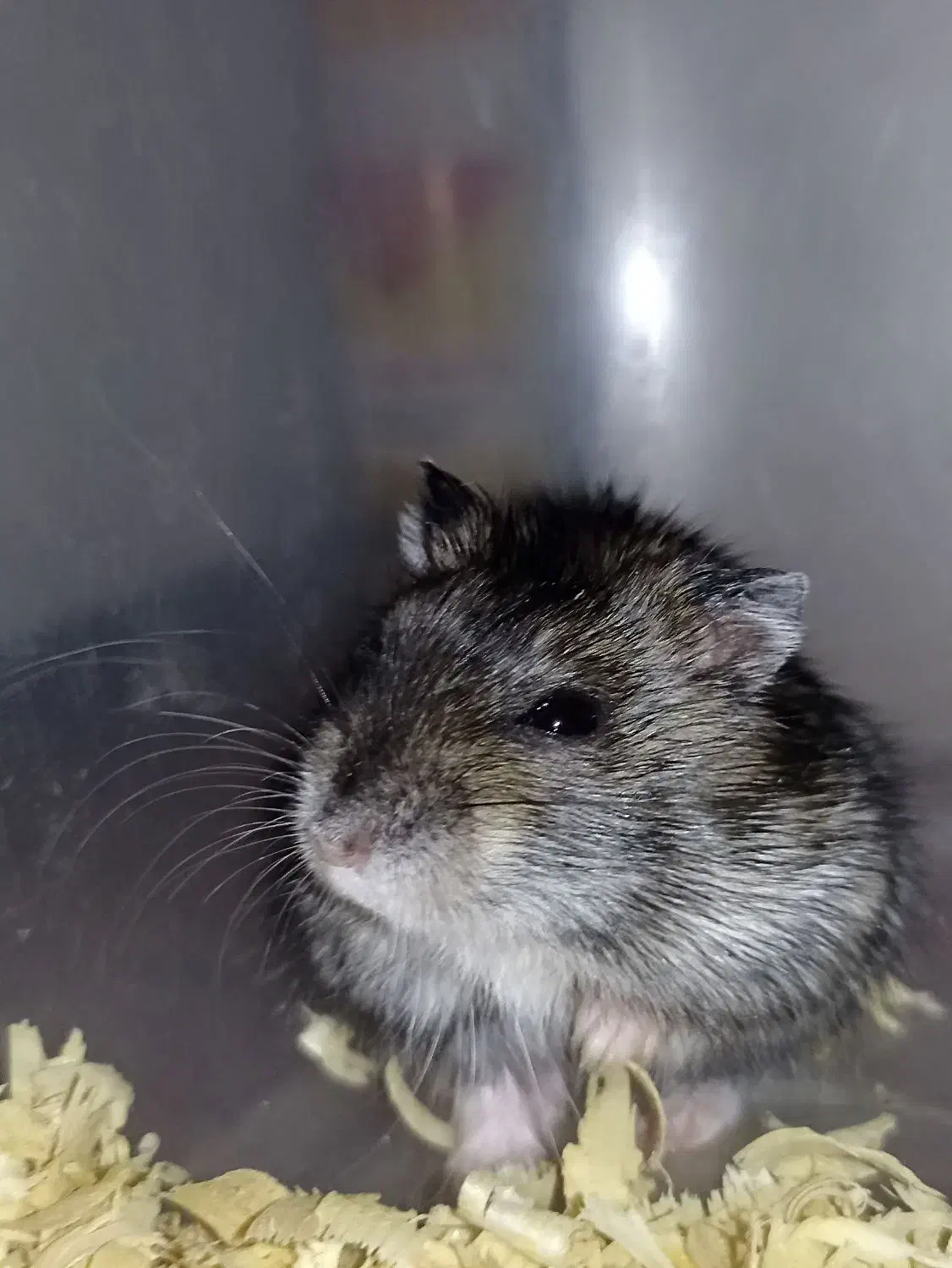 همستر|موش و خرگوش|قدس, شهرقدس|دیوار