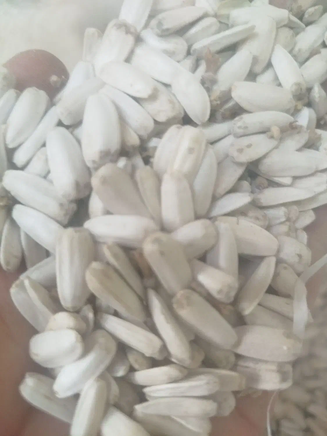 تخمه سفید درشت زیر قیمت کل ایران جزعی وکلی|عمدهفروشی|سبزوار, شرق کال عیدگاه|دیوار